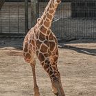 Giraffenbaby