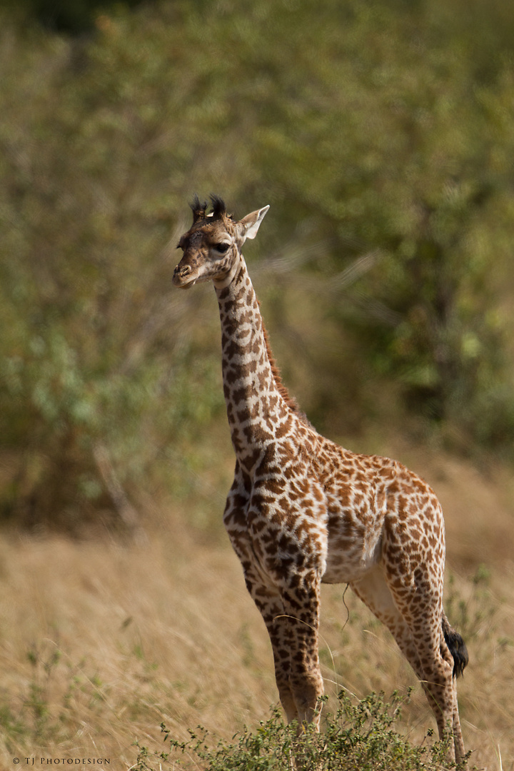 Giraffenbaby-3