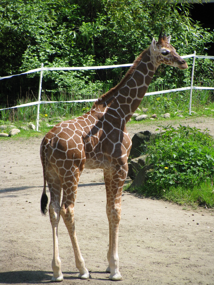 Giraffenbaby