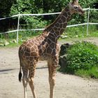 Giraffenbaby