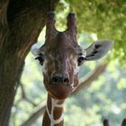 Giraffenbaby