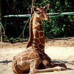 Giraffenbaby