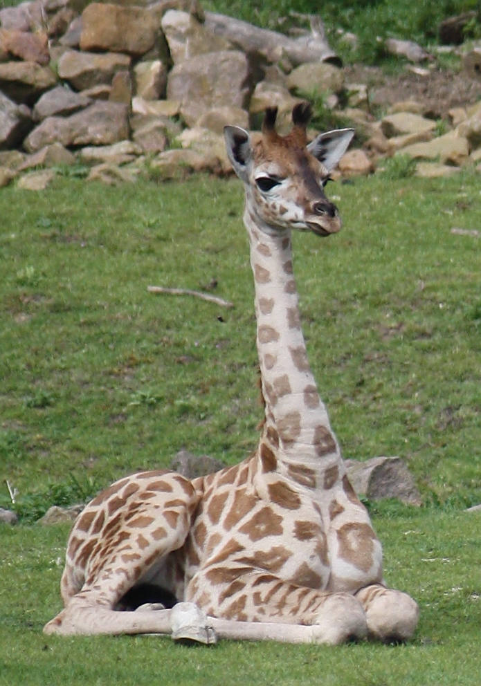 Giraffenbaby