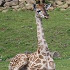 Giraffenbaby