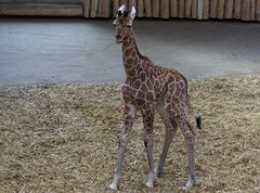 Giraffenbaby (8 Tage alt)