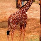 Giraffenbaby