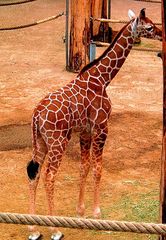 Giraffenbaby