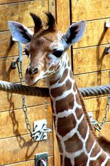 Giraffenbaby