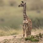 Giraffenbaby