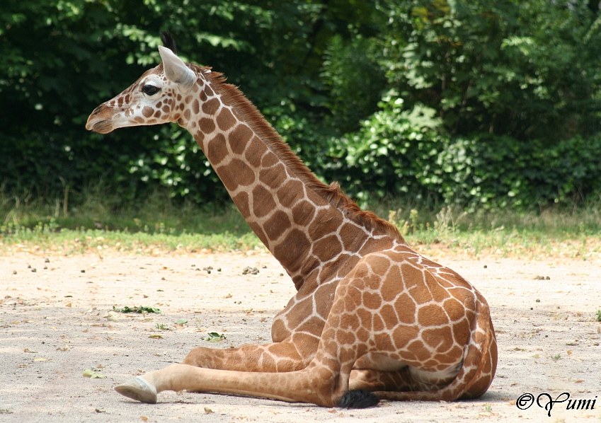 Giraffenbaby