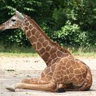 Giraffenbaby