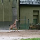 Giraffenbaby in Action