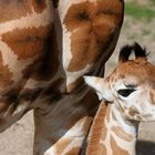 Giraffenbaby - ... nah bei Mama
