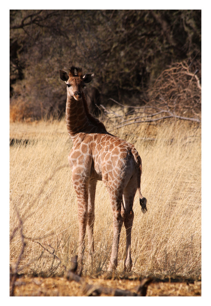 Giraffenbaby - Namibia 2009