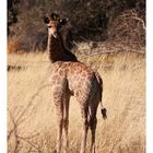 Giraffenbaby - Namibia 2009