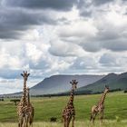 Giraffenbande