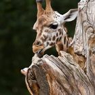 Giraffenbaum