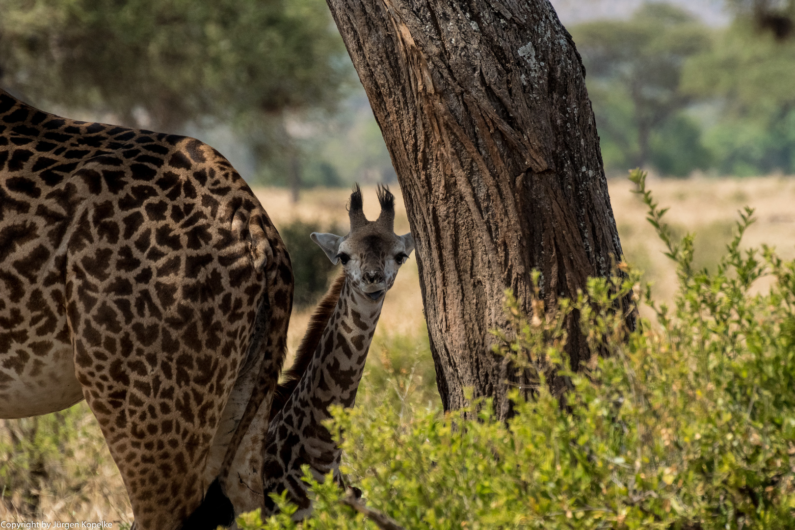 Giraffenbeobachtung mal von der anderen Seite