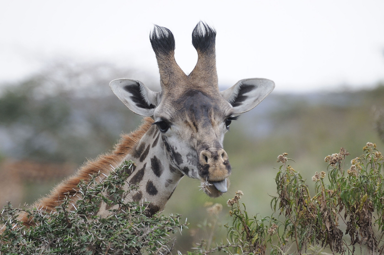 Giraffenblick