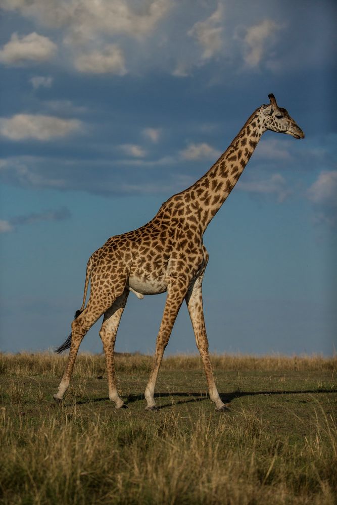 Giraffenbulle
