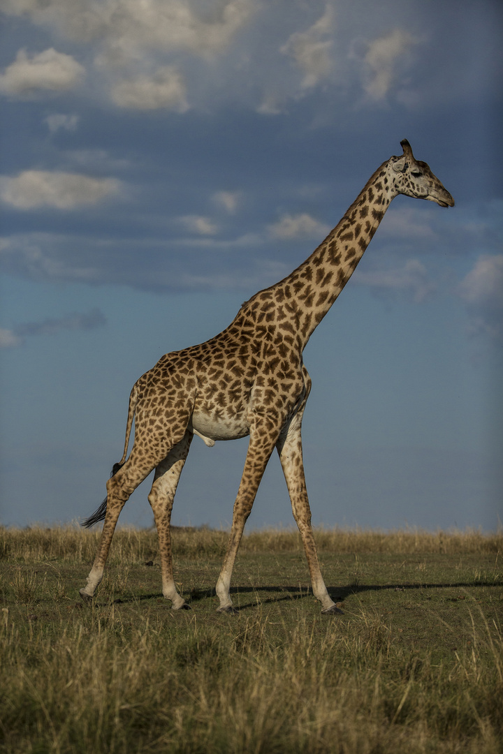 Giraffenbulle