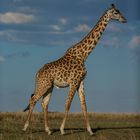 Giraffenbulle