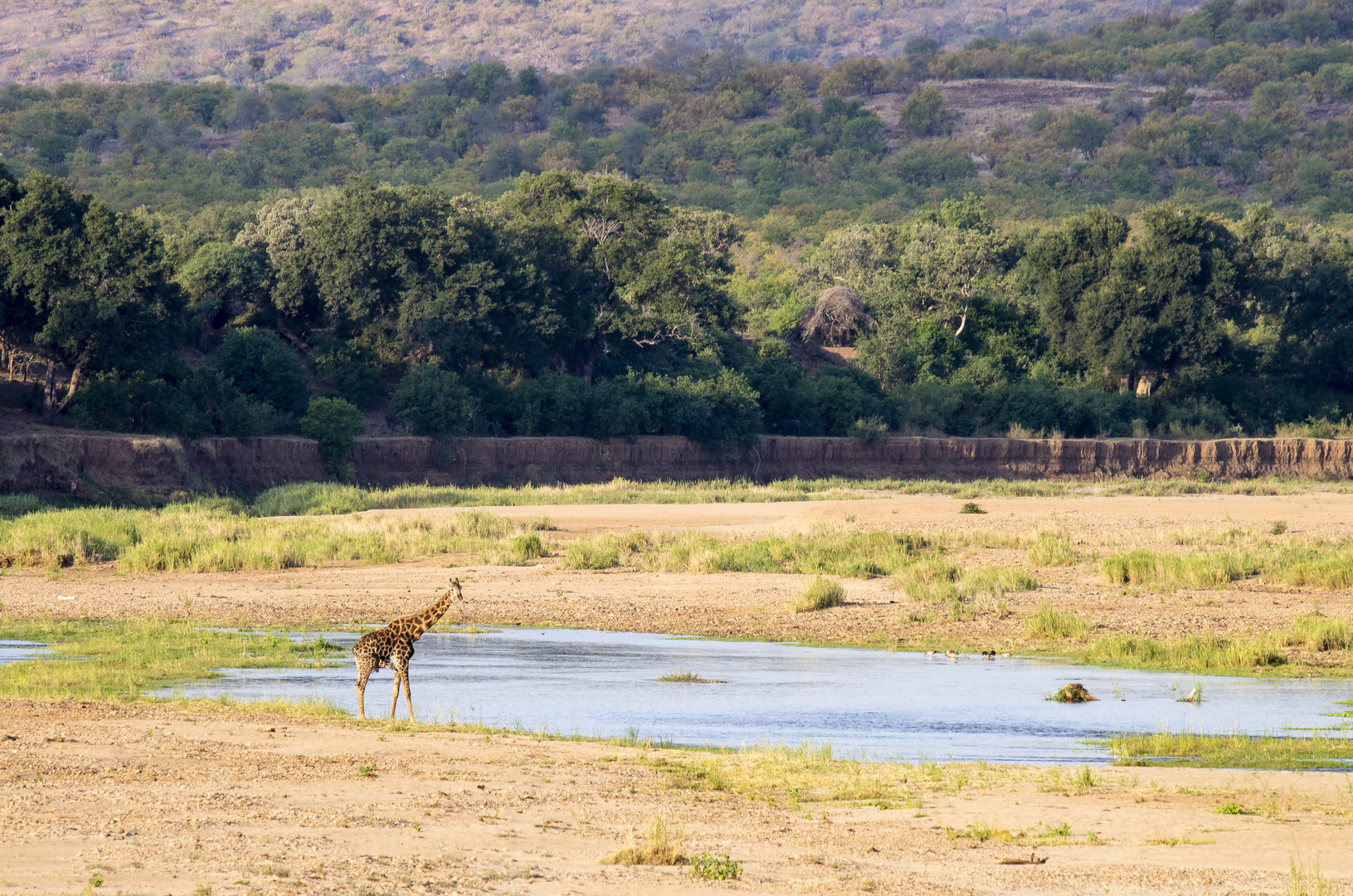 Giraffenbulle am Timbavati River