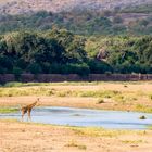 Giraffenbulle am Timbavati River