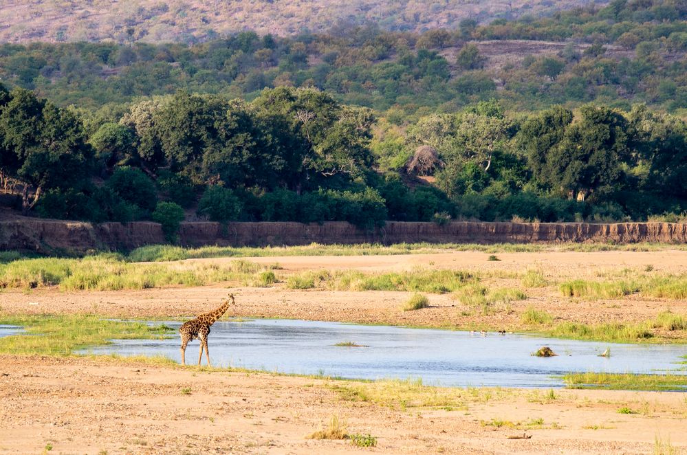 Giraffenbulle am Timbavati River