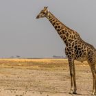 Giraffenbulle