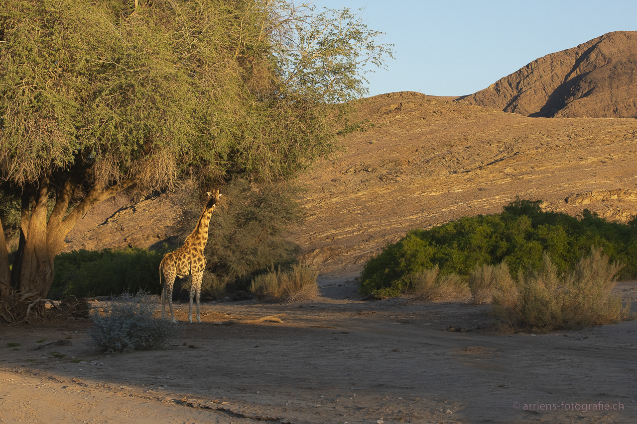 Giraffenbulle im Morgenlicht