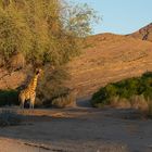 Giraffenbulle im Morgenlicht