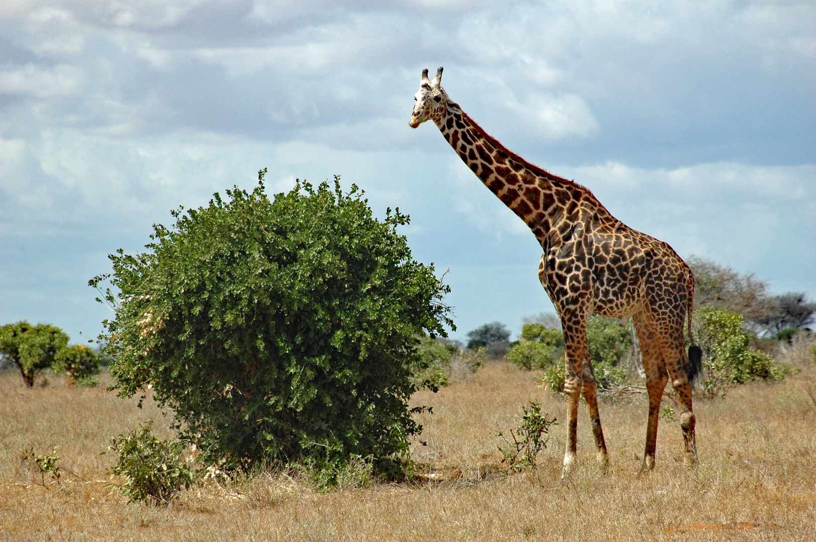 Giraffenbulle - Tsavo East NP (Kenia)