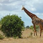 Giraffenbulle - Tsavo East NP (Kenia)