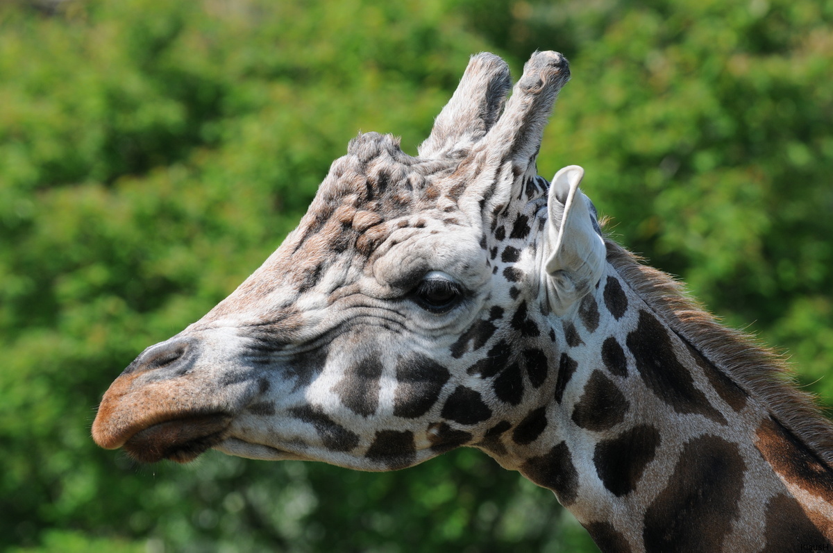 Giraffenbullen Portrait