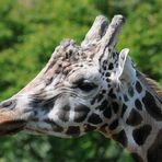 Giraffenbullen Portrait