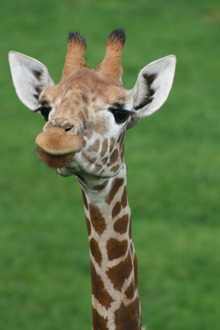 Giraffendame