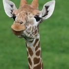 Giraffendame