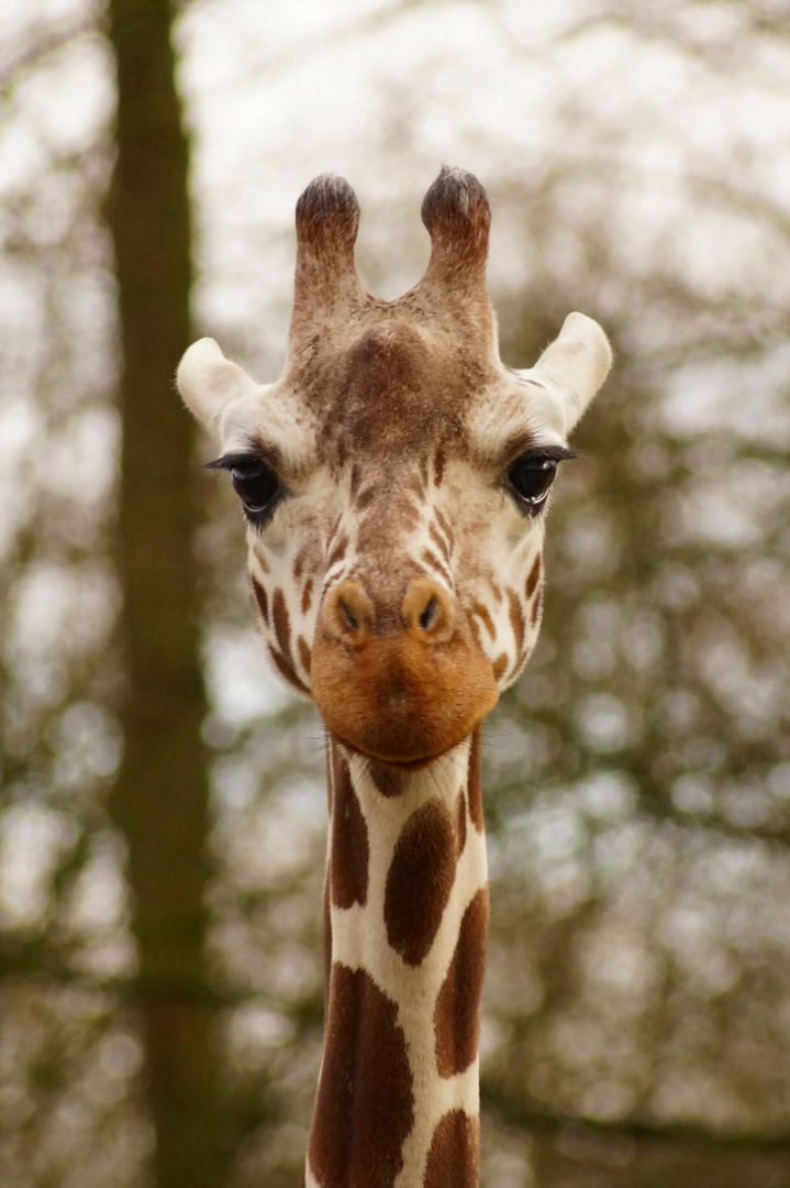 Giraffendame