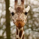 Giraffendame