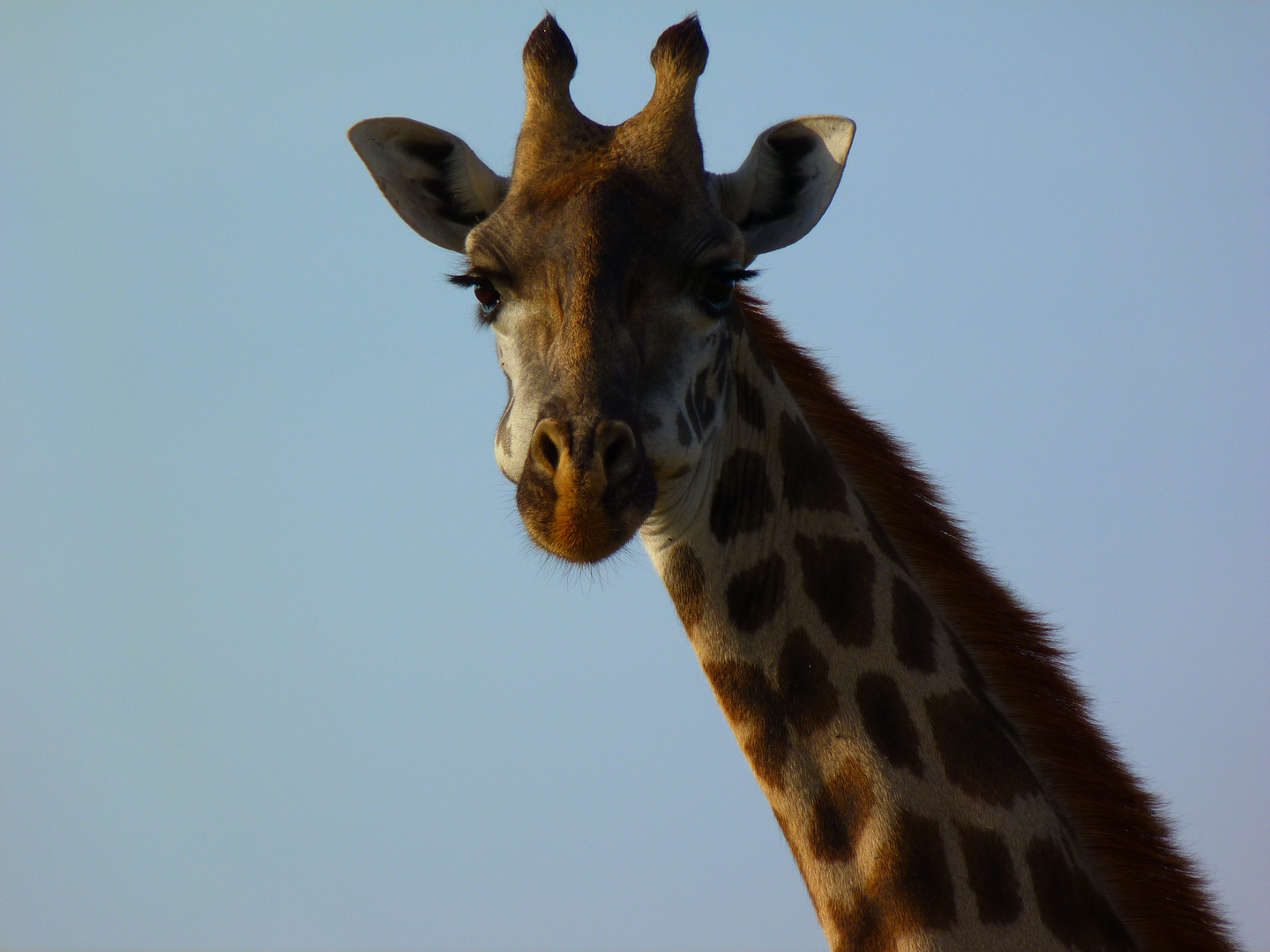 Giraffendame in der Serengeti