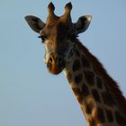 Giraffendame in der Serengeti