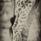 Giraffendetail