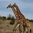 Giraffendoppel Krüger Nationalpark