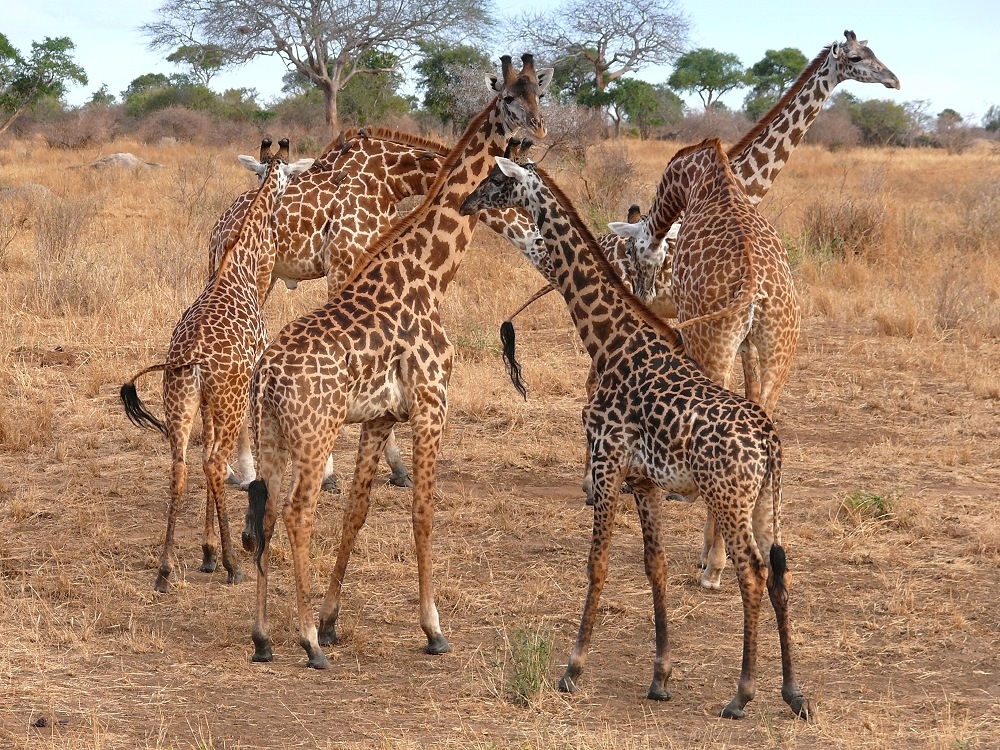 Giraffendurcheinander