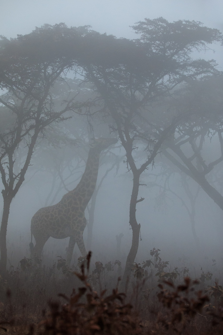 Giraffe_Nebel