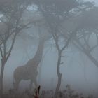 Giraffe_Nebel