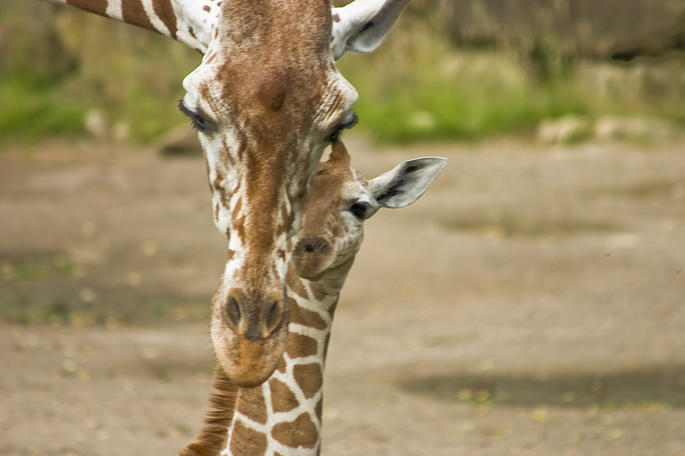 giraffenfamilie