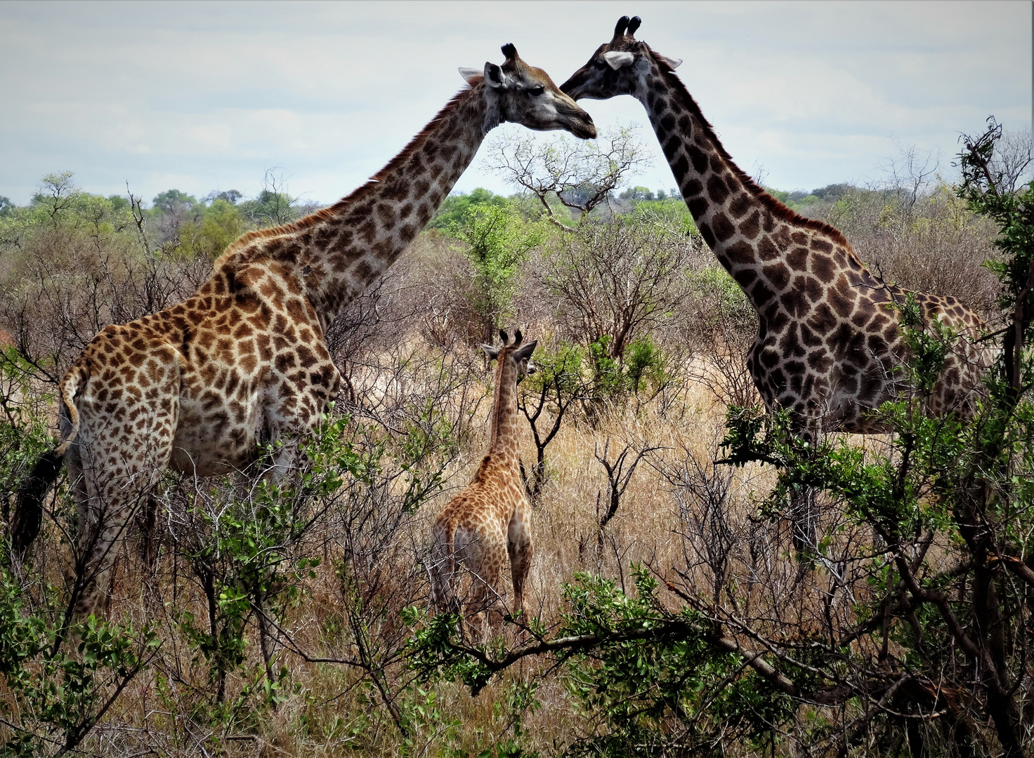 Giraffenfamilie