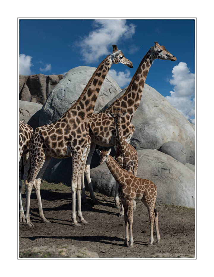 Giraffenfamilie